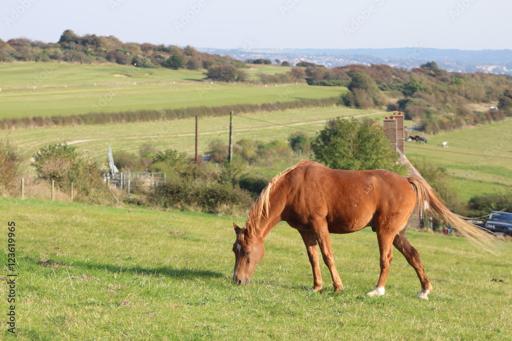Obraz premium Horse feeding on a field of winter grass