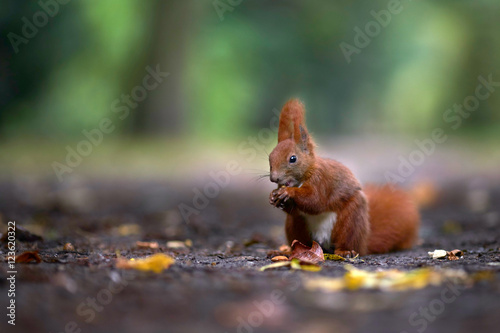 Eichhörnchen im Herbst, Nüssen knacken