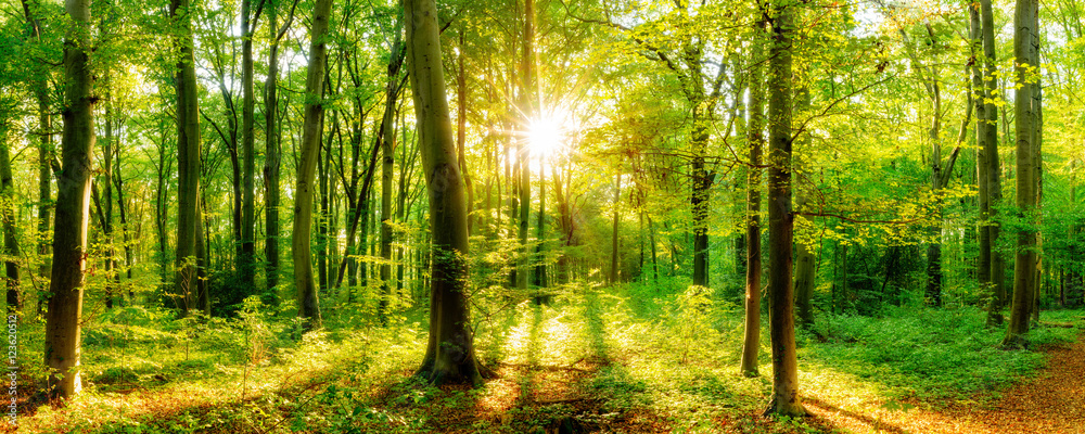 Naklejka premium Waldpanorama mit Sonnenstrahlen