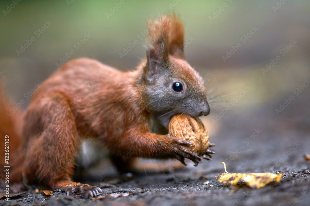 kleines Eichhörnchen knackt eine Walnuss