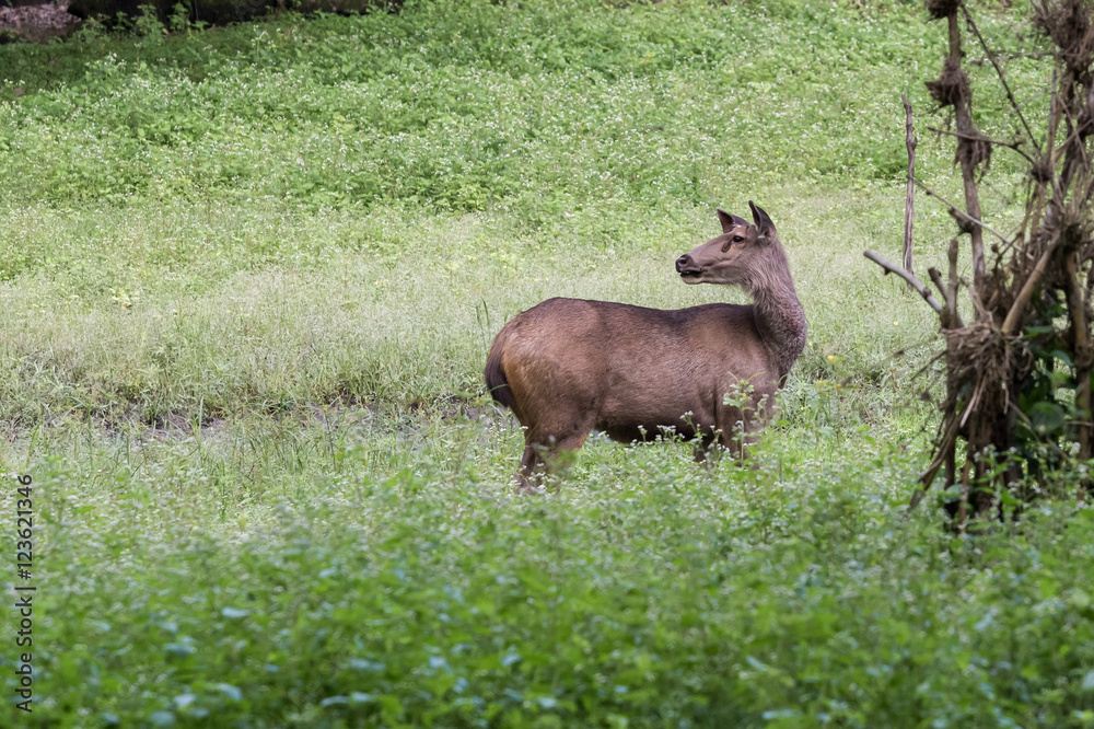 Female sambar deer in central Indian grasslands Female sambar deer in central Indian grasslands