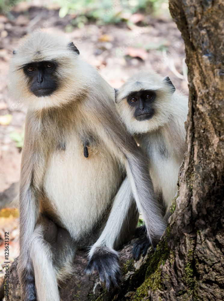 Adult and child monkeys, langur, India