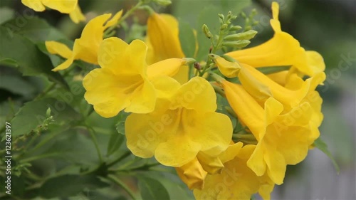 Golden trumpet ,Yellow Bell (Allamanda cathartica) in small wind in the garden.