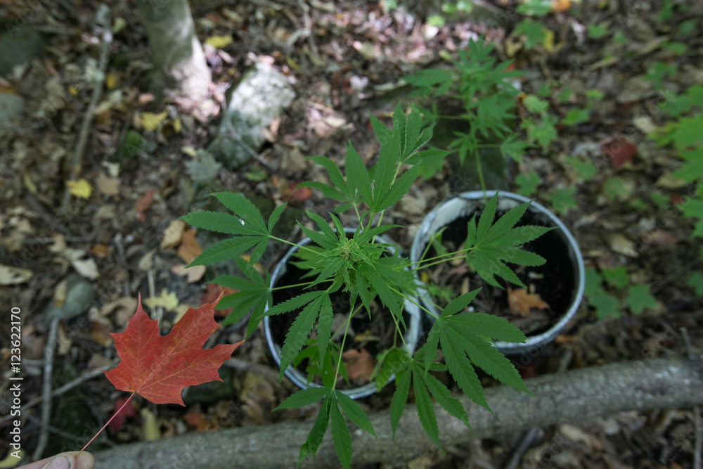 Obraz premium Marijuana or Cannabis leaf with maple leaf Canada