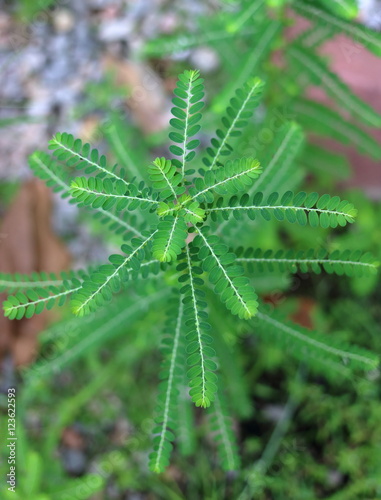 Close up Phyllanthus niruri herb plant and other name, Seed-under-leaf, Phyllanthus amarus Schumach & Thonn, Egg Woman, Tamalaki, Hazardana, Stonebreaker, Thail herb with medicinal properties