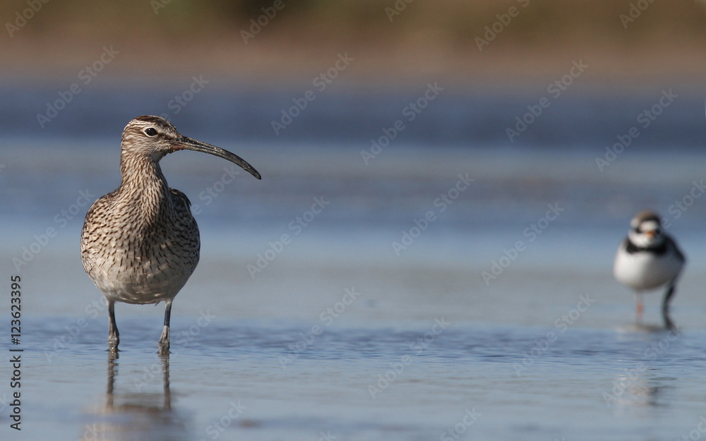 Whimbrel Whimbrel