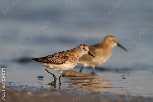 Little stint and dunlin photo