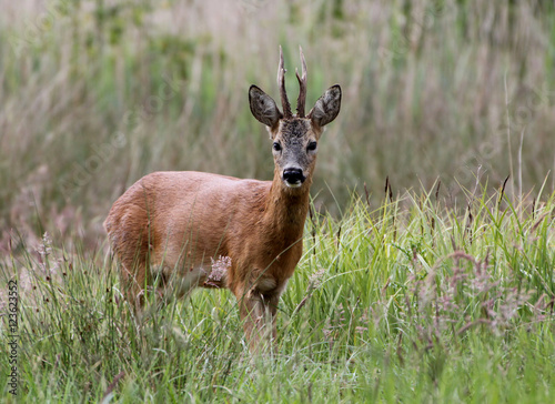 Inquisitive male Roe Deer (Capreolus capreolus) facing the camera