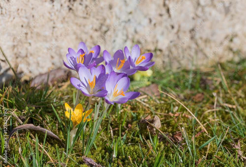 Gruppe mit lila Frühlingskrokus, Stein-Hintergrund Gruppe mit lila Frühlingskrokus, Stein-Hintergrund