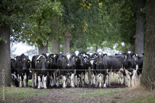 black and white cows in field between trees in the netherlands