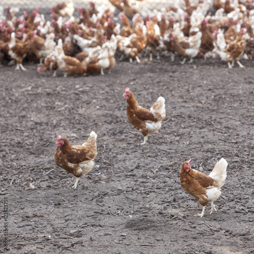 many brown chicken outside farm in the dirt