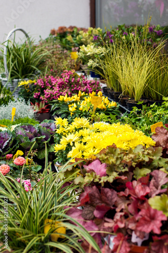 Wallpaper Mural Flower Shop Torontodigital.ca