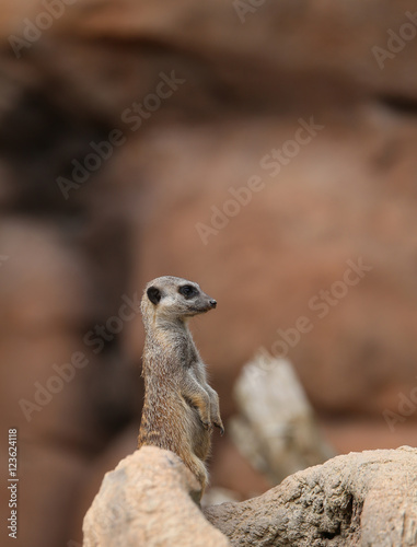 little meerkat standing in the stone © ChiccoDodiFC