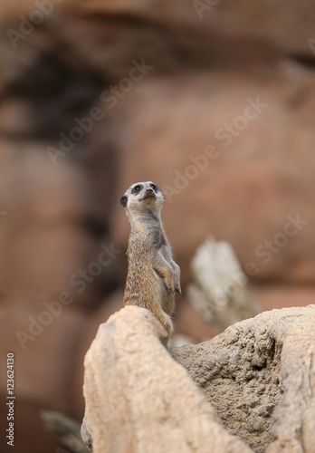 meerkat standing in the stone and controls its territory © ChiccoDodiFC