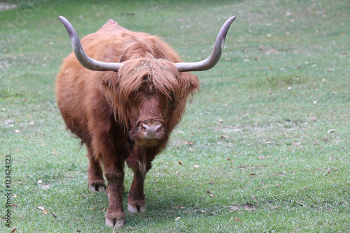 big yak with long brown hair and big horns
