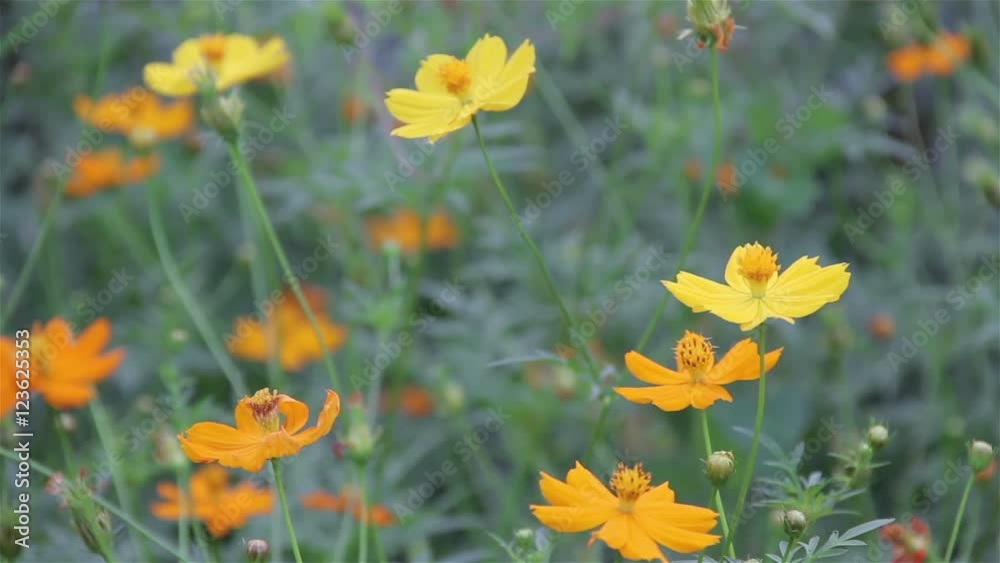 Yellow and orange Cosmos flower is winding in the garden Yellow and orange Cosmos flower is winding in the garden