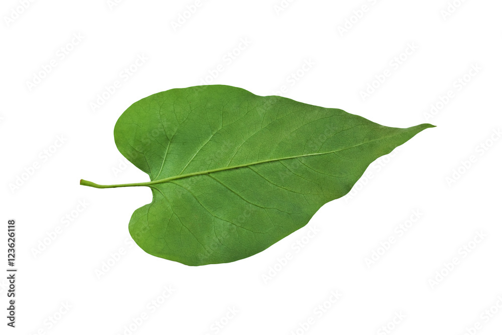 Fototapeta premium green leaf