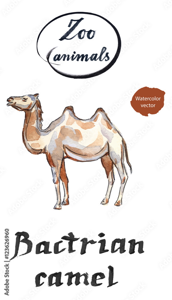 Bactrian Camel Two Hamped Camel Stock Vector Adobe Stock Bactrian Camel Two Hamped Camel Stock Vector Adobe Stock