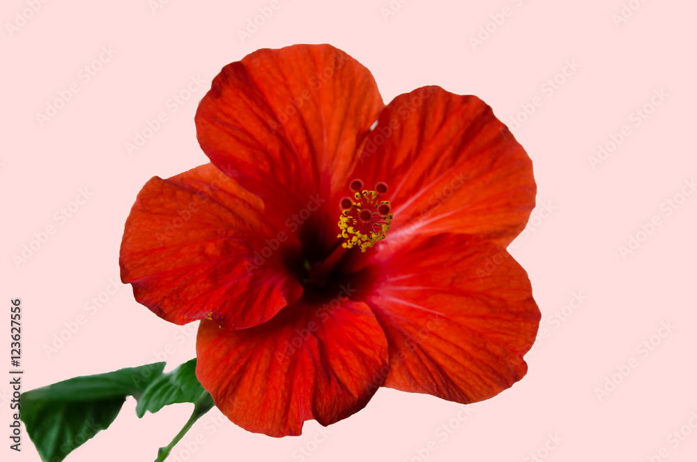 paints the beautiful flower paints the beautiful flower