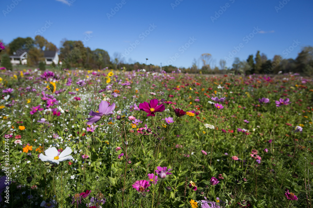 A filed of wild flowers