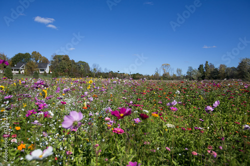 A filed of wild flowers