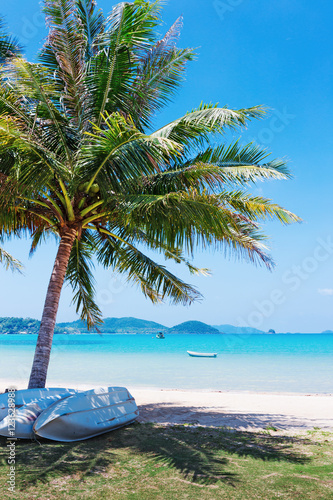 Coconut palm on a tropical beach