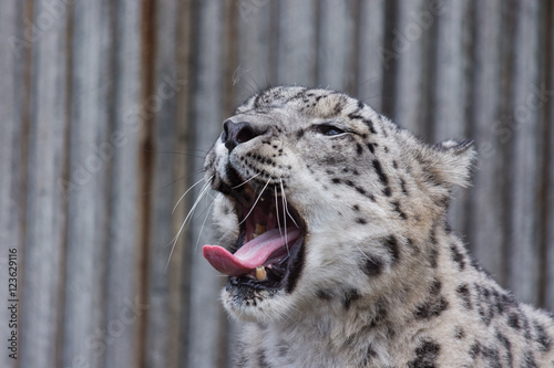 Rare Snow Leopard with tongue out. 