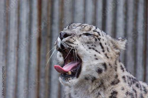 Obraz na płótnie Rare Snow Leopard with tongue out. w salonie