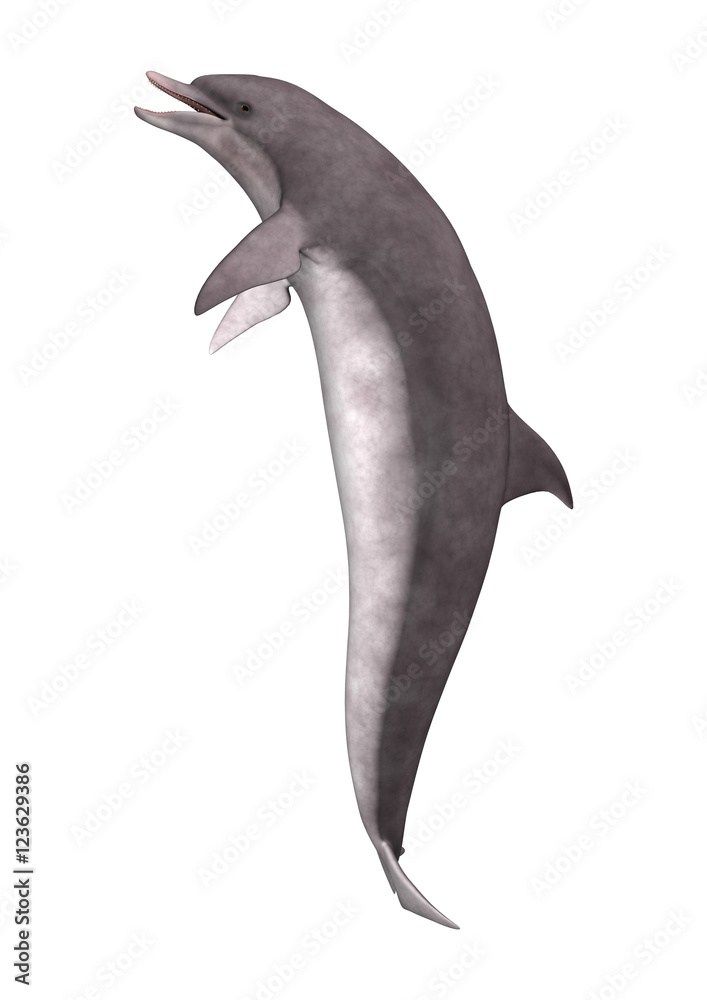 Obraz premium 3D Rendering Dolphin on White