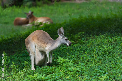 Kangaroo with a joey in pouch. 