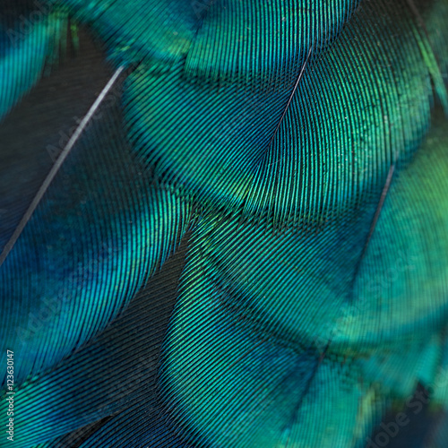 Canvas Print close-up peacock feathers