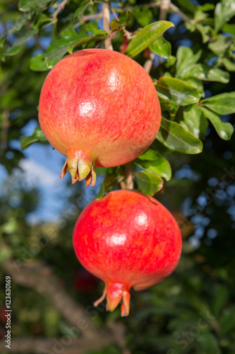 Pomegranate tree fruits