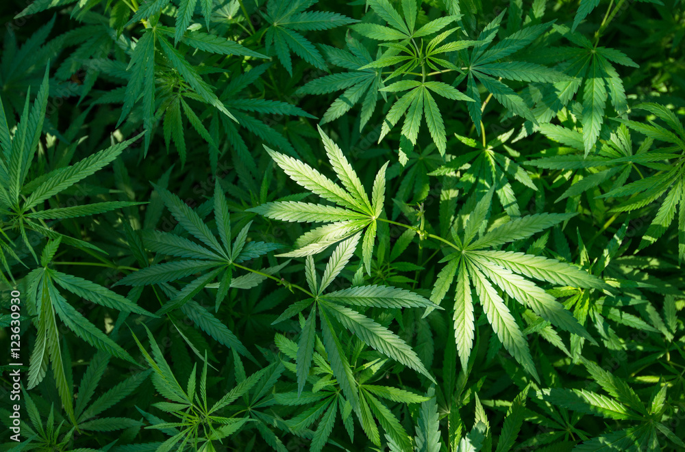 marijuana leaf background wallpaper marijuana leaf background wallpaper
