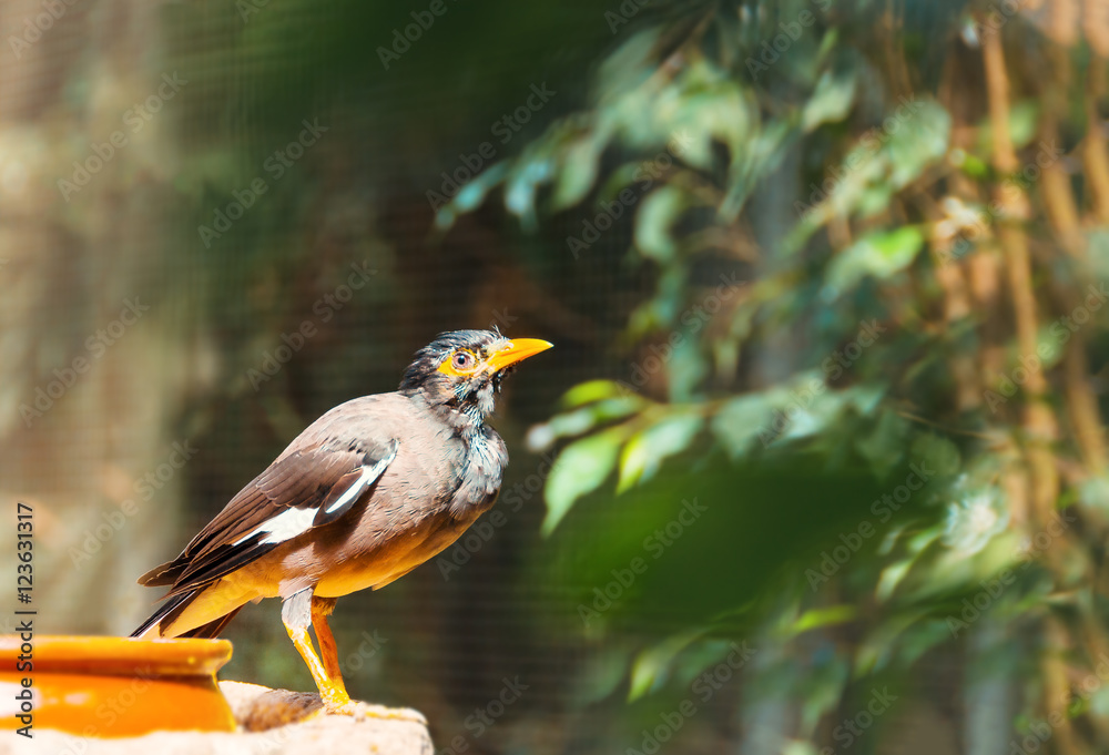 Common Myna (Acridotheres tristis) Common Myna (Acridotheres tristis)