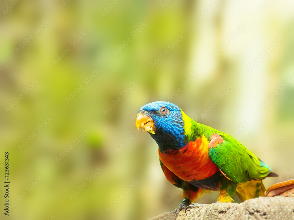 Rainbow lorikeet. Green parrots near the feeders.