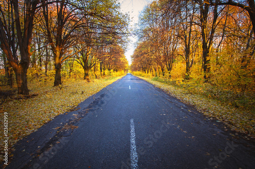 Road in the autumnal forest © photolink