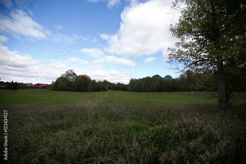 A field of wild flowers in autumn