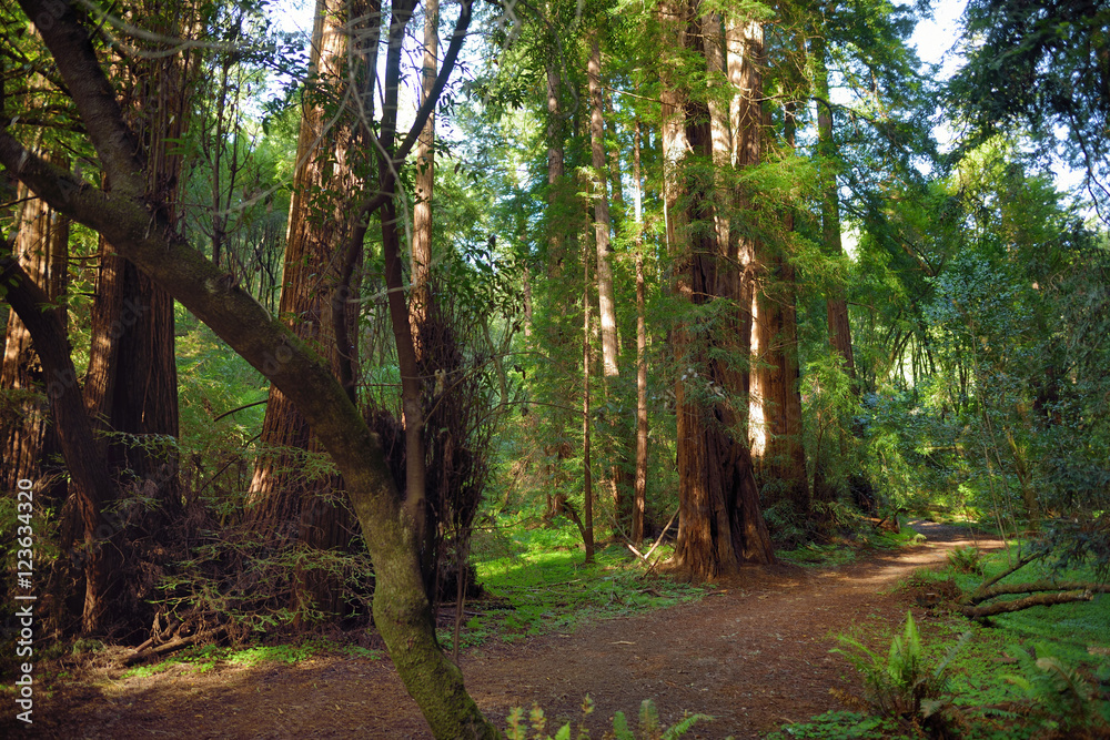 Fototapeta premium Hiking trails through giant redwoods in Muir forest near San Francisco, California