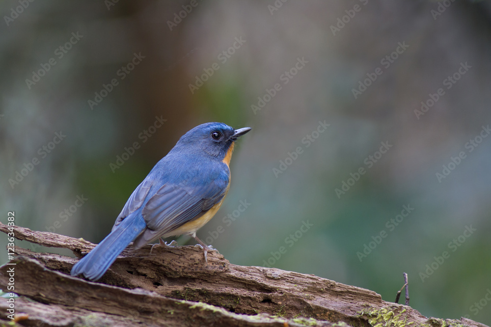 Birds in Thailand and Southeast Asia. Birds in Thailand and Southeast Asia.