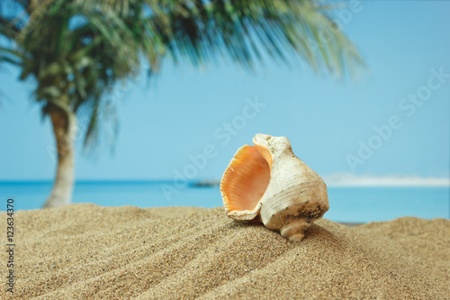 seashell on sandy beach on the tropical coast