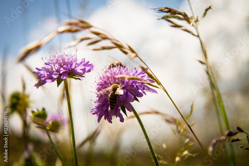 Bee on the flower photo