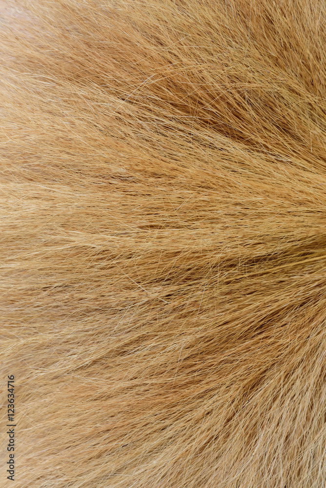 Close up on dry flower grass of the broom