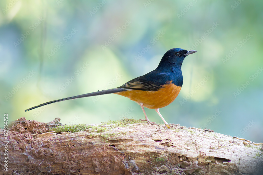 Birds in Thailand and Southeast Asia.