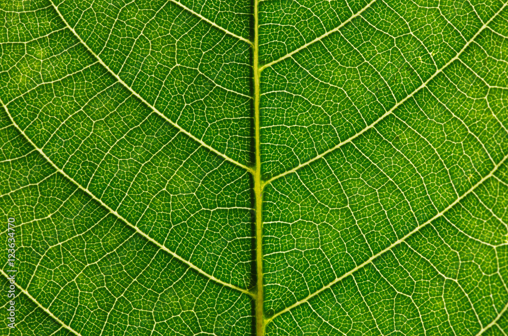 close up of green leaf texture close up of green leaf texture