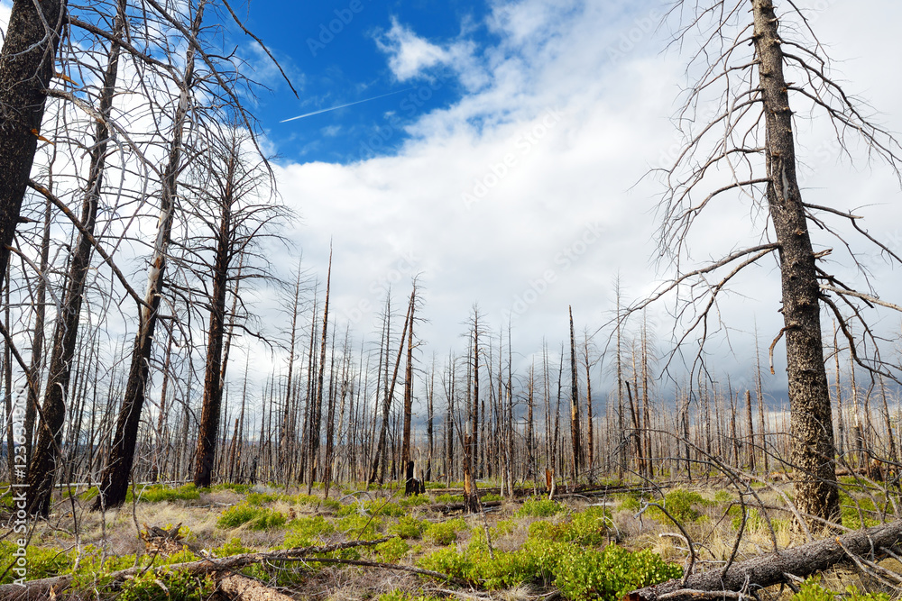 Fototapeta premium Spooky dead tree forest in Bryce Canyon National Park