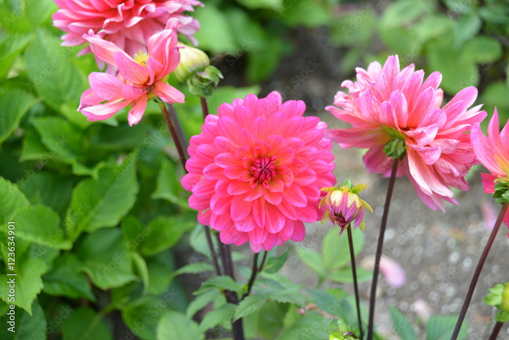 Pink Dahlia's Pink Dahlia's