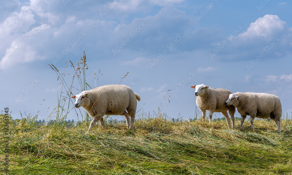 Fototapeta premium Three sheep on top of an embankment