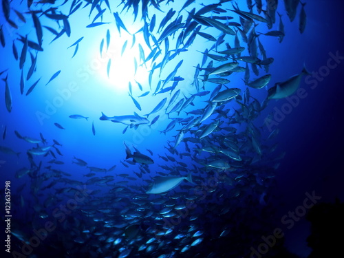 パラオの海 海中から見上げた大型魚の群れ スキューバダイビング