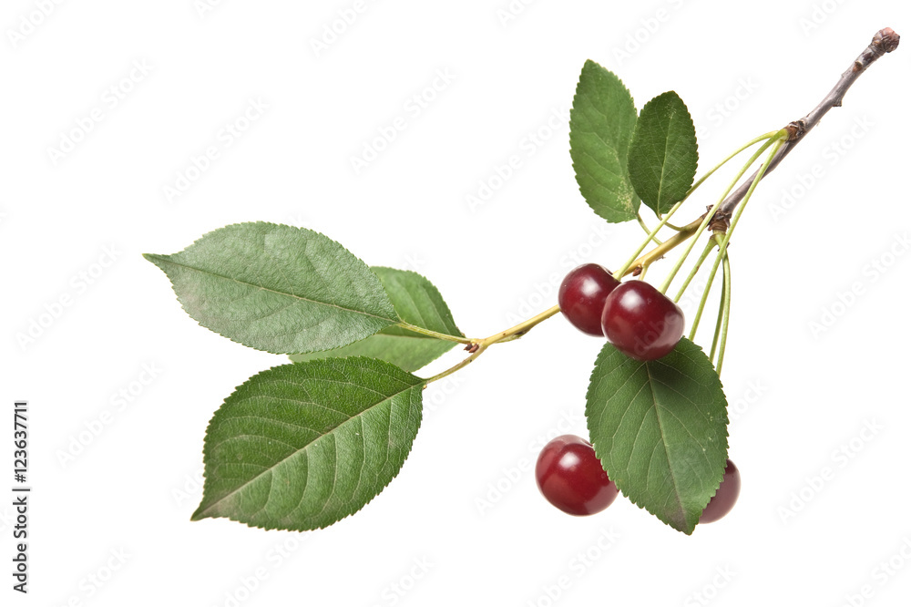 branch with berries cherry isolated