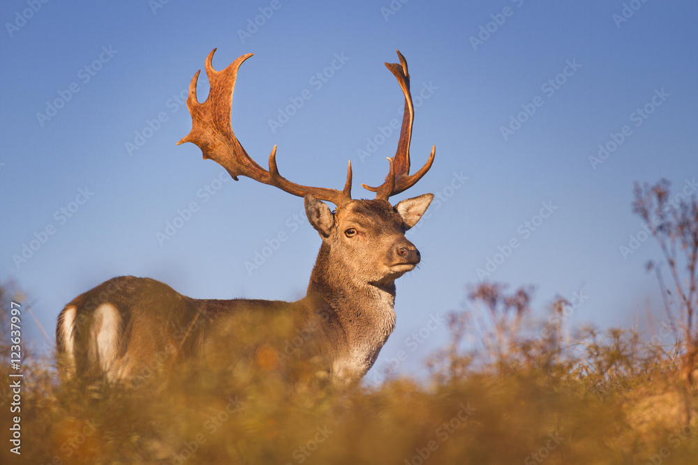 Fototapeta premium Fallow deer in early morning sunlight in rut season